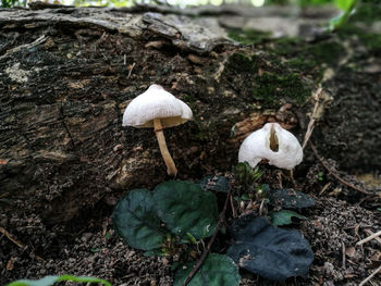 Close-up of mushrooms