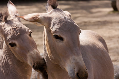 Close-up of donkeys on field