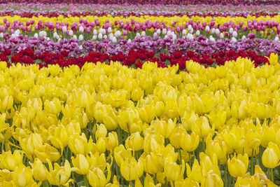 Full frame shot of yellow tulips