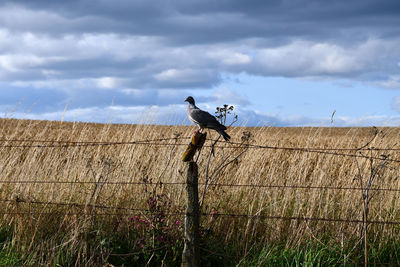 Bird perching on a field