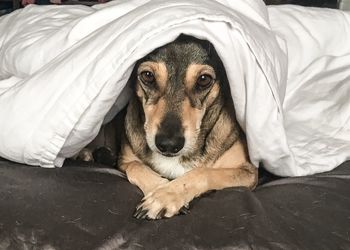 Portrait of dog relaxing on bed at home