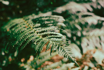 Close-up of fern leaves