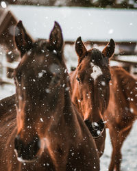 Horses during winter