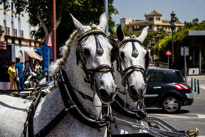 Close-up of horse
