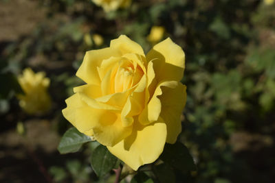 Close-up of yellow rose