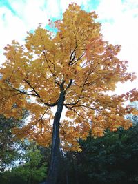 Low angle view of tree against sky