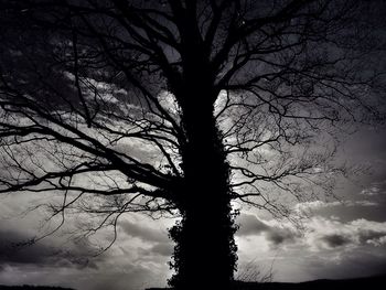 Low angle view of silhouette bare tree against sky