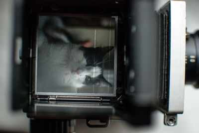 Close-up of cat photograph on camera