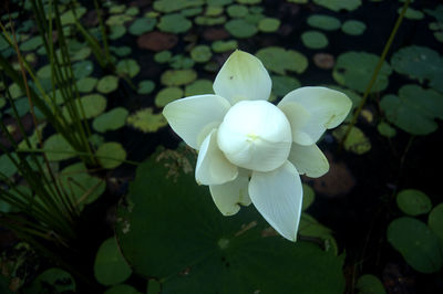 Close-up of white flowering plant