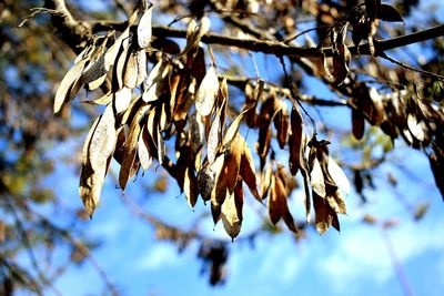 Low angle view of flower tree