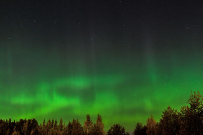 Low angle view of trees against sky at night