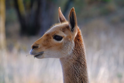 Close-up of a vicuna looking away