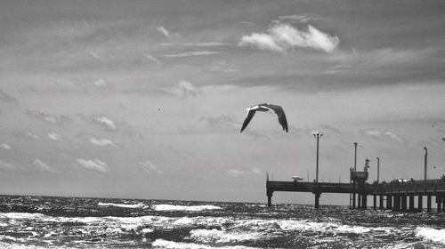 Bird flying over sea against sky