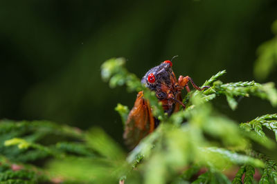 Close-up of insect on plant