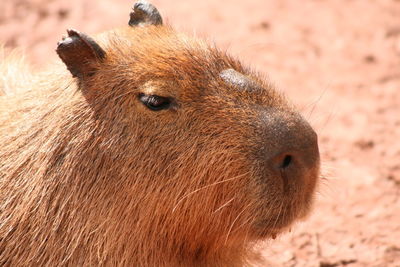 Close-up of capybara on ground