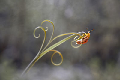 Close-up of insect on flower