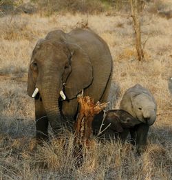 Elephant in grass