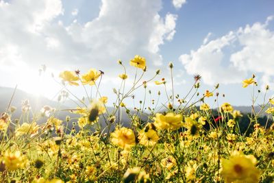 Yellow flowering plants on field against sky