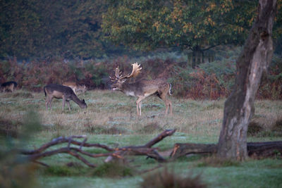 Deer standing in a forest