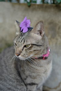 Close-up of a cat looking away