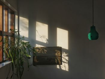 Potted plant on table at home