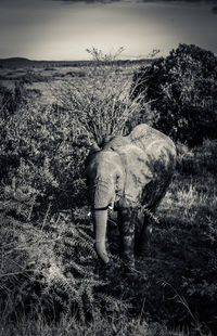 Full length of elephant standing on field against sky