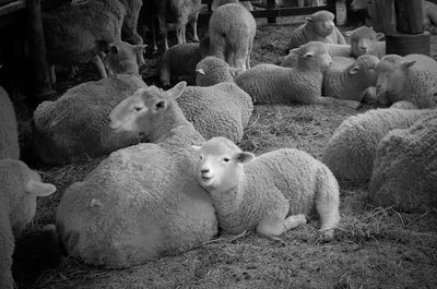 High angle view of sheep at animal pen