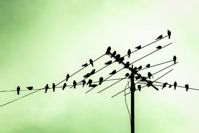 Low angle view of birds perching on cable