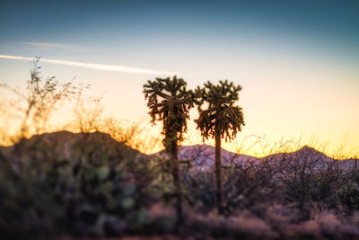 Silhouette trees against sky during sunset