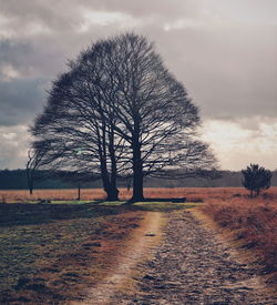 Bare tree on field against sky