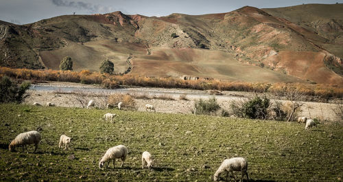 Flock of sheep grazing on field against sky