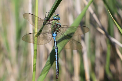 Close-up of dragonfly