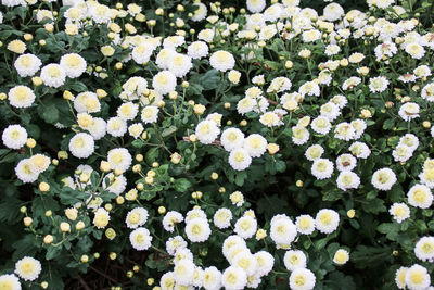 White flowers blooming outdoors