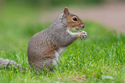 Side view of an eastern gray squirrel eating a nut
