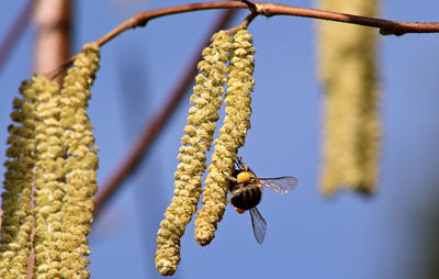 Close-up of bee on catkin