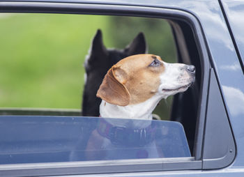 Dog looking through window