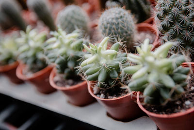 Close-up of potted plant