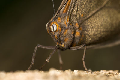 Close-up of insect