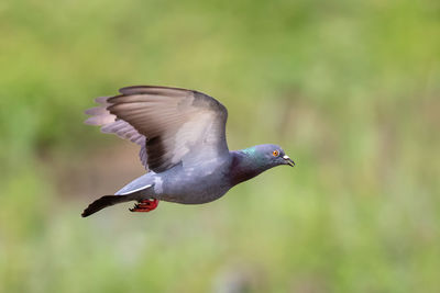 Image of pigeon flying on nature background. bird, animals.