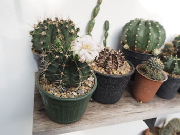 Close-up of succulent plants on table