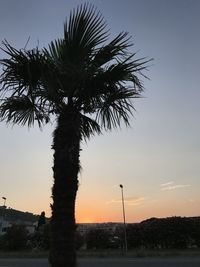 Low angle view of palm tree against sky during sunset