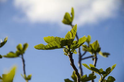 Low angle view of fresh green leaves against sky