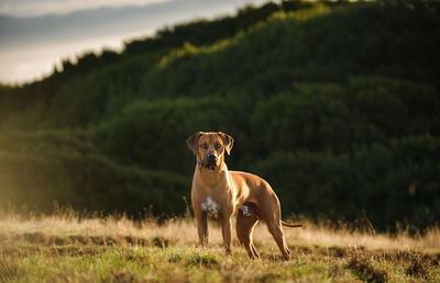 Portrait of dog standing on field