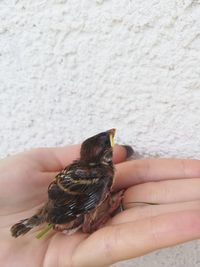 Close-up of hand holding small bird