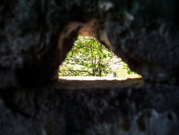 Close-up of tree trunk