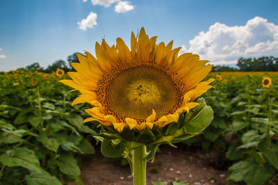 Close-up of sunflower blooming on field against sky