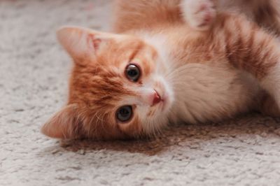 Close-up of ginger cat