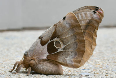 Close-up of lizard