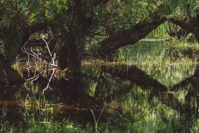 Trees by lake in forest