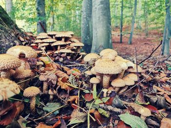 Close-up of mushrooms growing on tree in forest